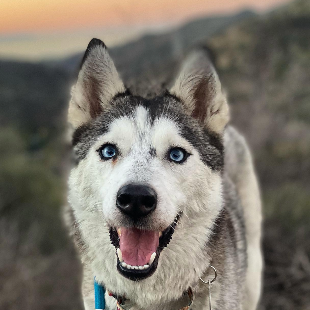 husky dog with blue eyes adopted through the Love Leo shelter